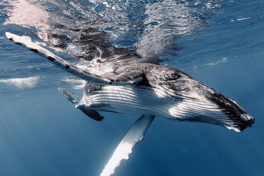 A whale swimming underwater. 2