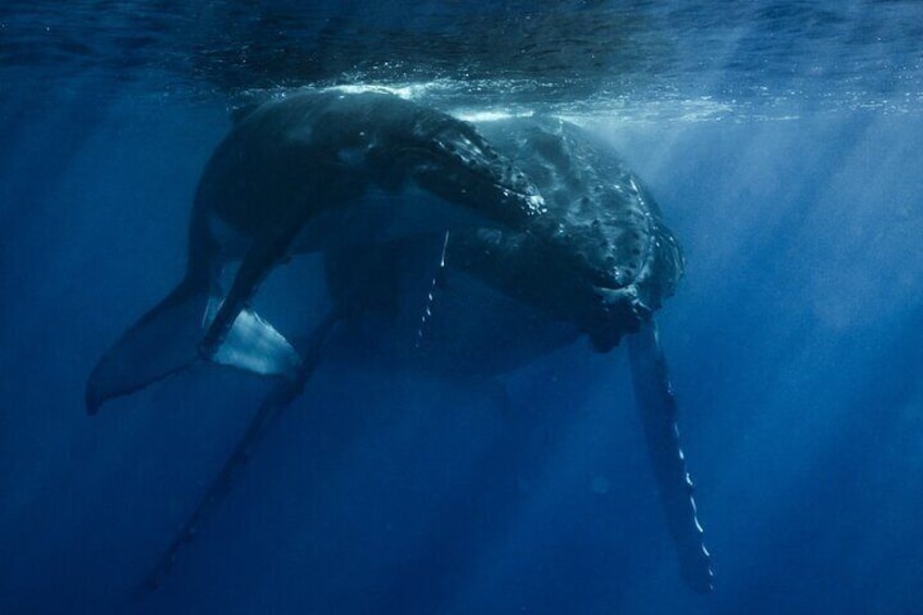 A whale swimming underwater. 2