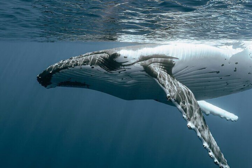 A whale swimming underwater. 1
