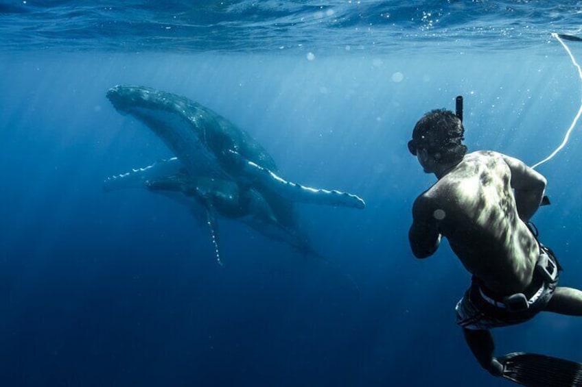 A diver swimming with a whale in the ocean. 3