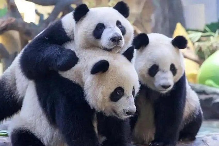 Three pandas sitting closely together. 1