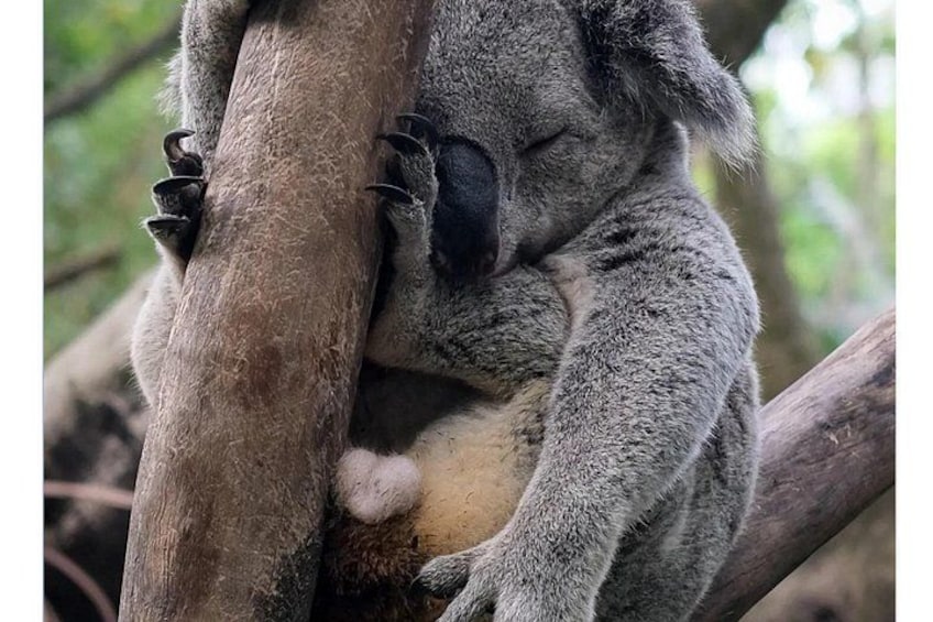A koala clinging to a tree branch. 5