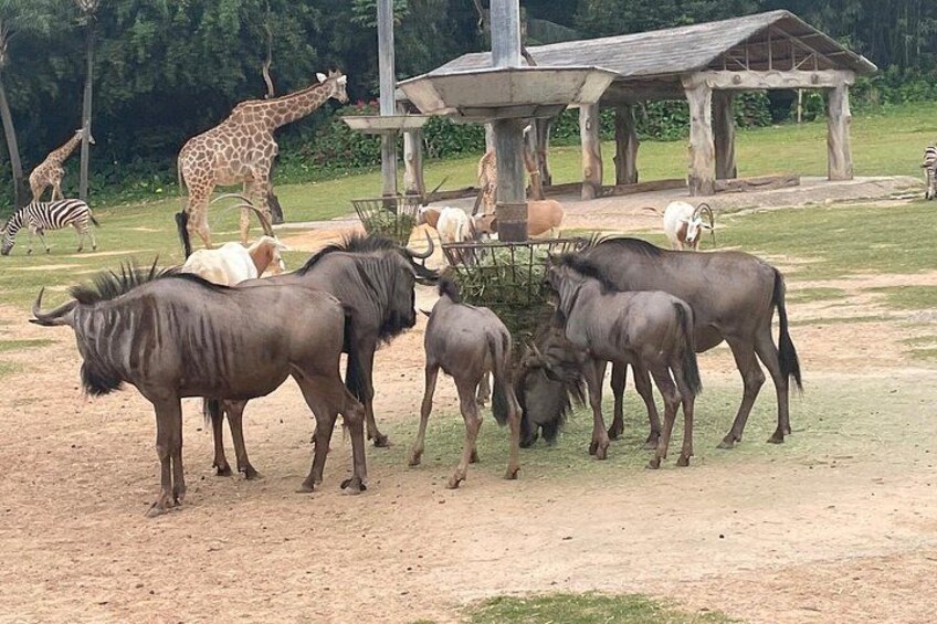 A group of wildebeests and zebras grazing in a zoo enclosure. 2