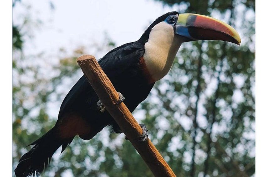 A toucan perched on a wooden branch. 3