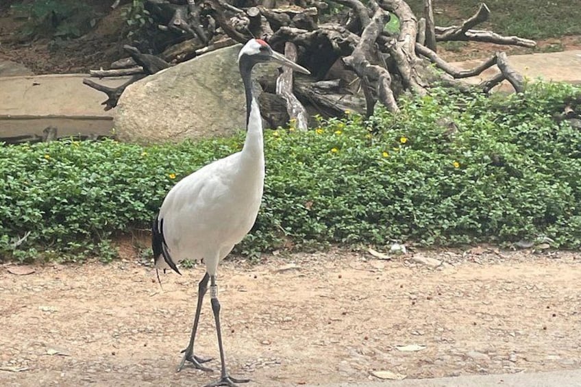 A white bird with a long neck standing on a dirt ground with green bushes and a large rock in the background. 2