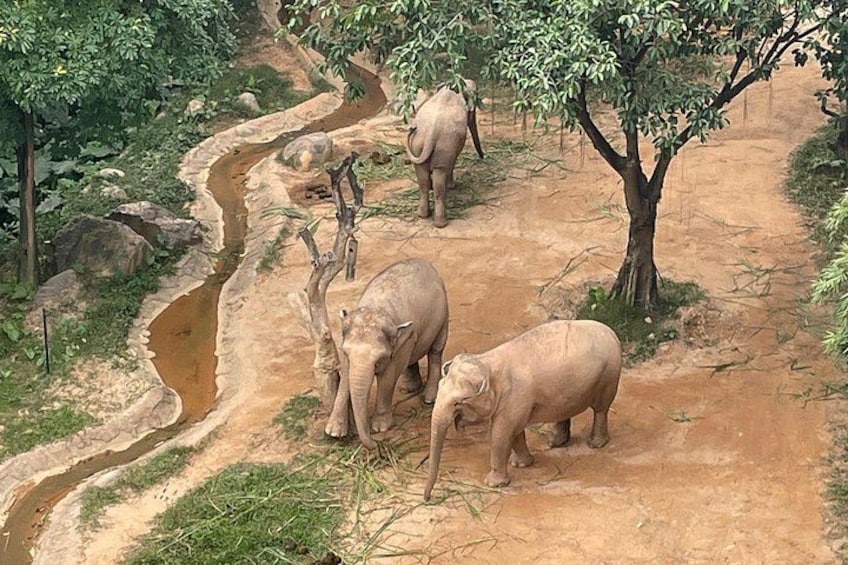 A dirt path with elephants and a tree. 4