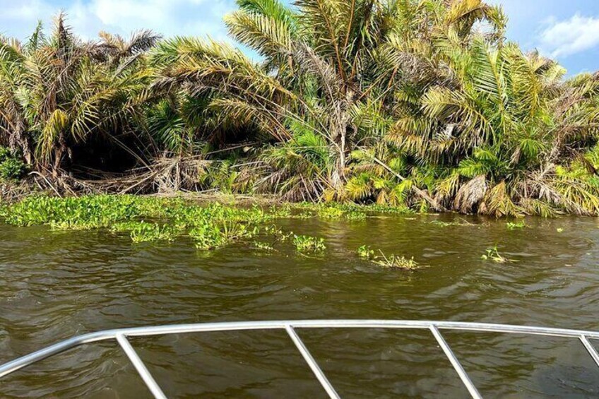 A boat on a river surrounded by dense palm trees and green vegetation. 3