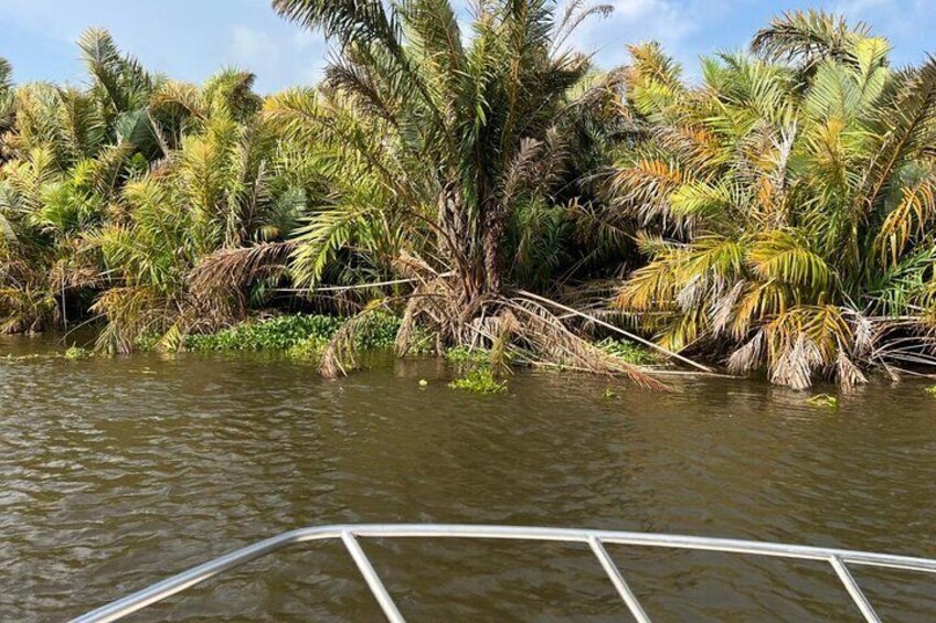 A river with dense palm trees and a boat in the foreground. 2