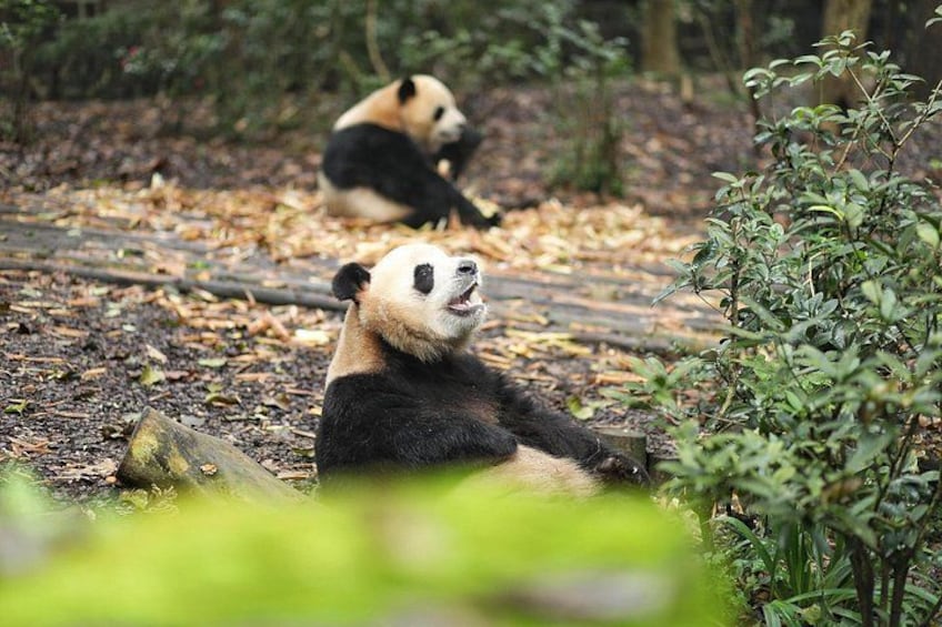 Dos pandas sentados en el suelo en un área boscosa. 3