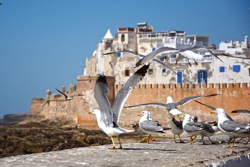 Seagulls on a rooftop with a historic building in the background. 4