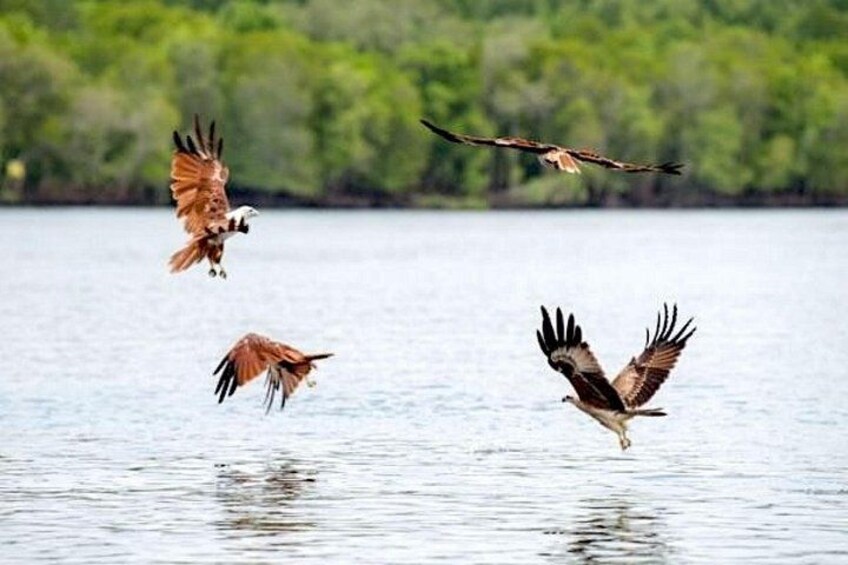 Three birds flying over a body of water with a forested background. 2