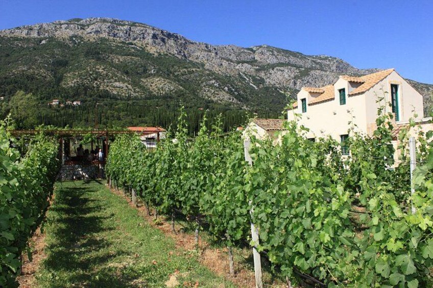 Viñedos con hileras de vides, un edificio y una montaña al fondo. 4