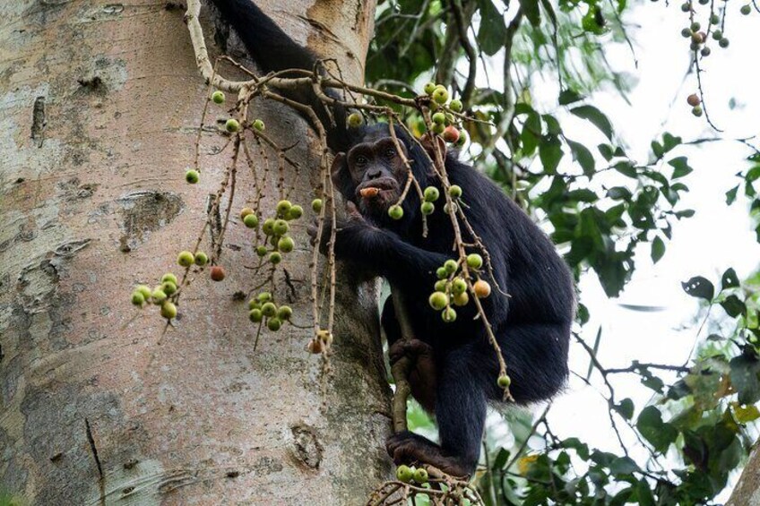 Un mono trepando un árbol, sosteniendo y comiendo frutas. 2