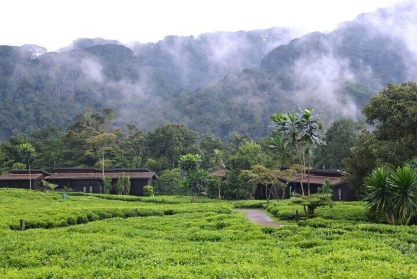 Una exuberante plantación de té verde con campos escalonados, un sendero y edificios tradicionales al fondo. 5