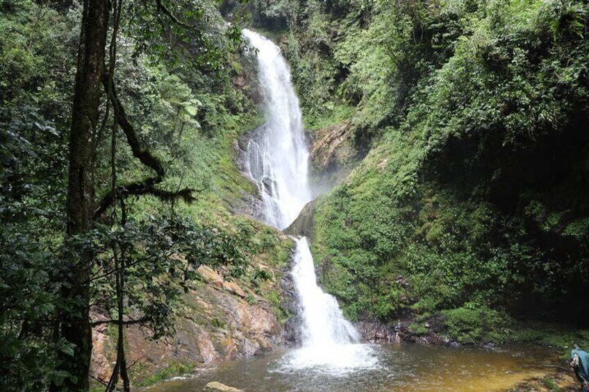 Una cascada que se precipita en una poza rodeada de un bosque denso. 3