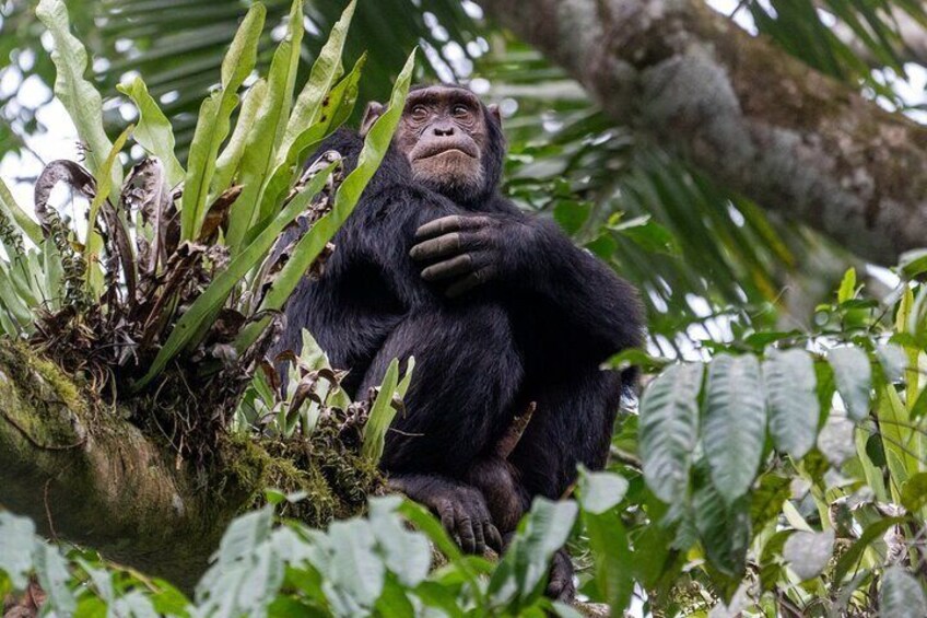 Un chimpancé sentado entre frondosas plantas verdes en una zona boscosa. 1