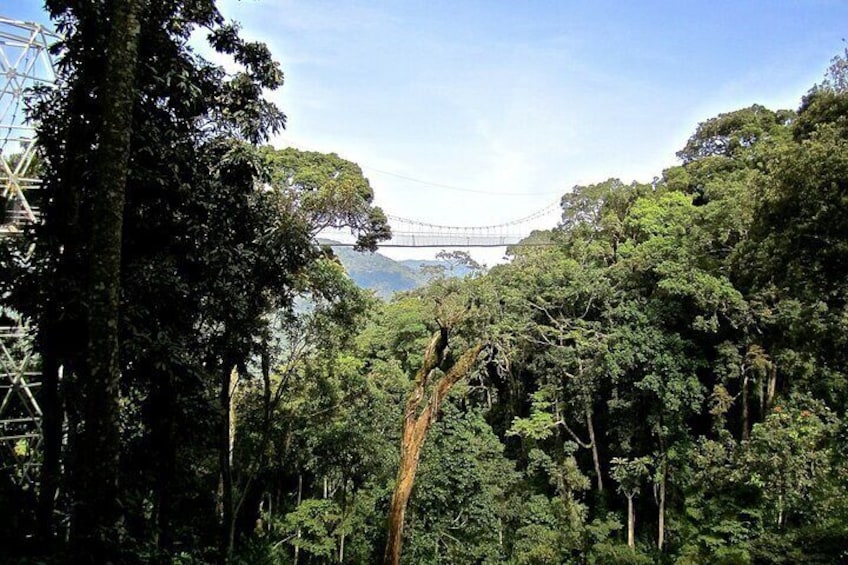 Un bosque tupido con un puente colgante al fondo. 4