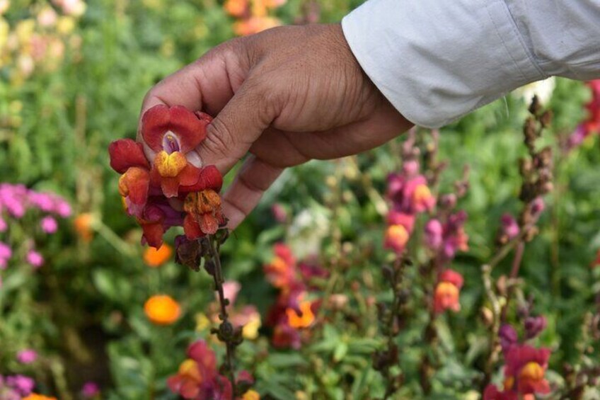 Een hand houdt een rode en gele bloem. 3