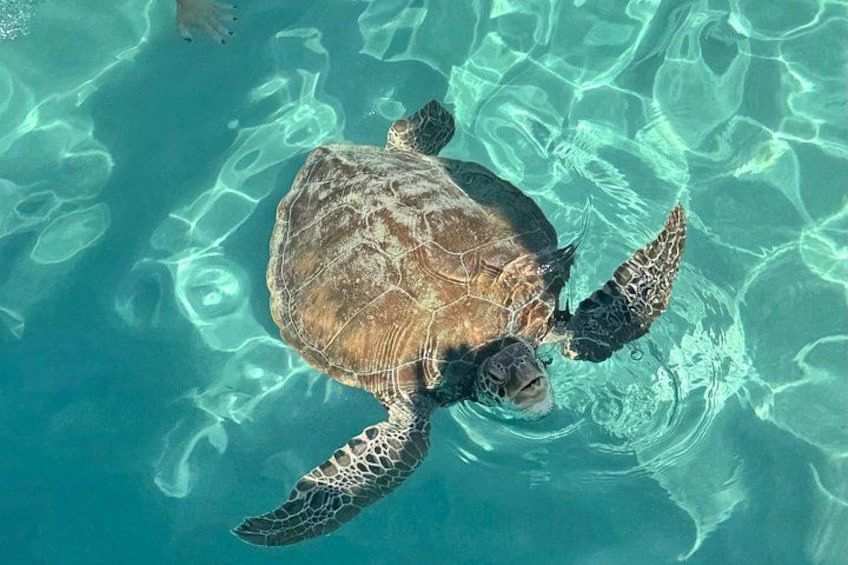 Turtle encounter, Hidden cave and Beach Tour 1