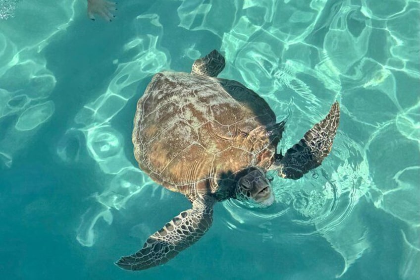Turtle encounter, Hidden cave and Beach Tour 1