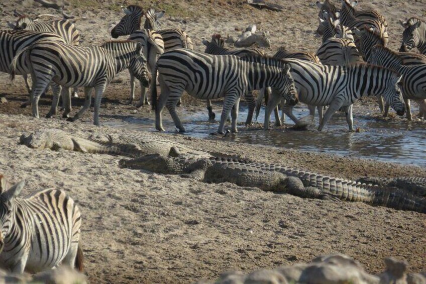 Zebras near a waterhole with crocodiles in the background. 3