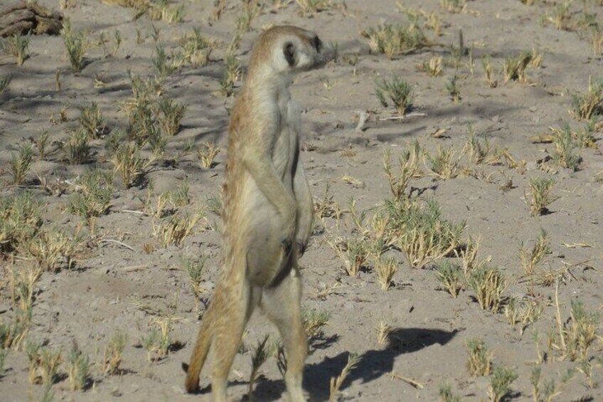 A meerkat standing on a sandy terrain with sparse vegetation. 2