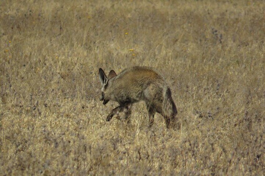 A wild dog in a grassy field. 4