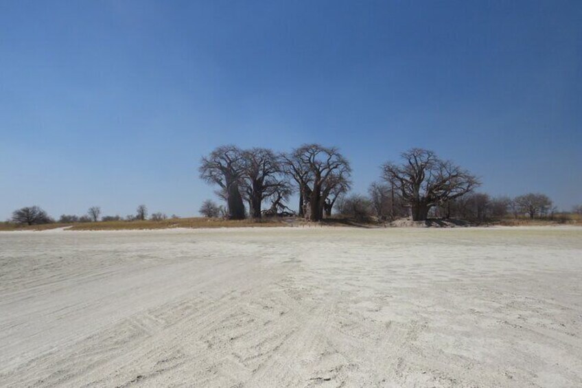 A barren landscape with a clear sky, a sandy ground, and leafless trees in the background. 1