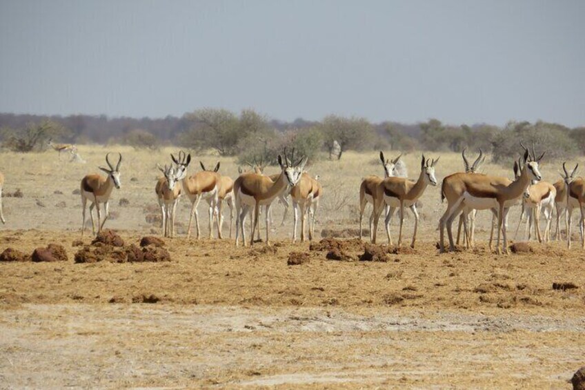 A group of antelopes in a dry, open landscape with sparse vegetation. 5