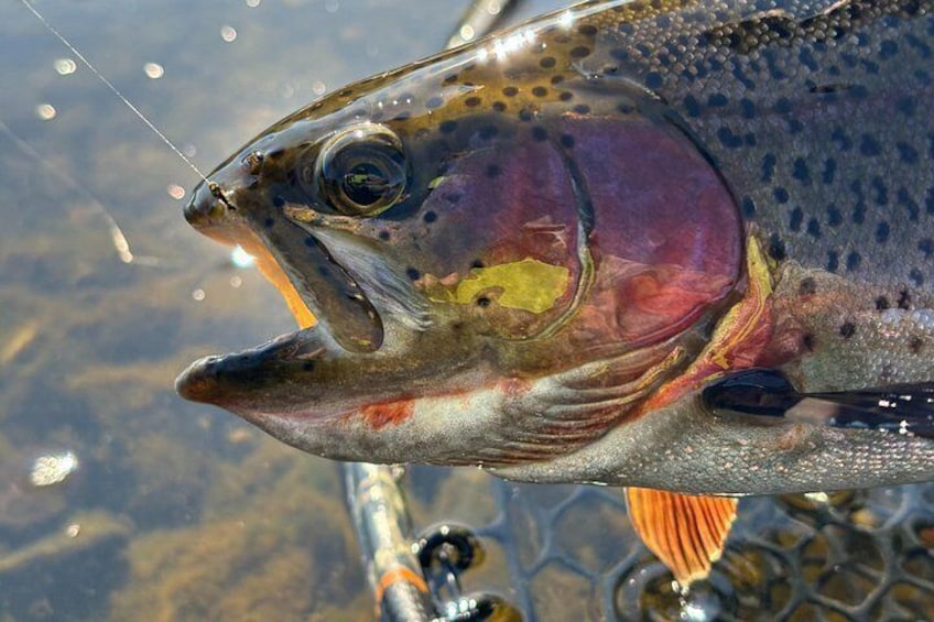 Half Day Guided Wade-In Flyfishing Trips 2