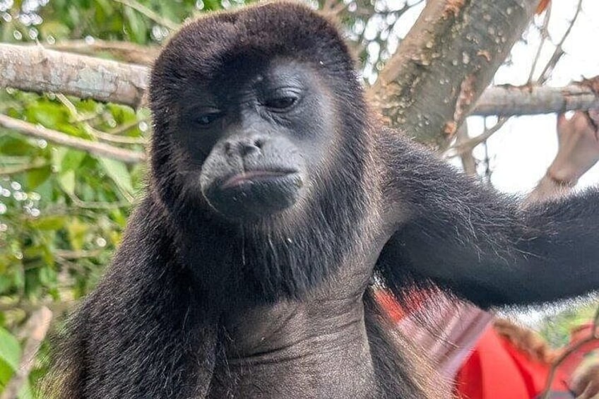 A gorilla with dark fur, a red object in the background, and green foliage. 1