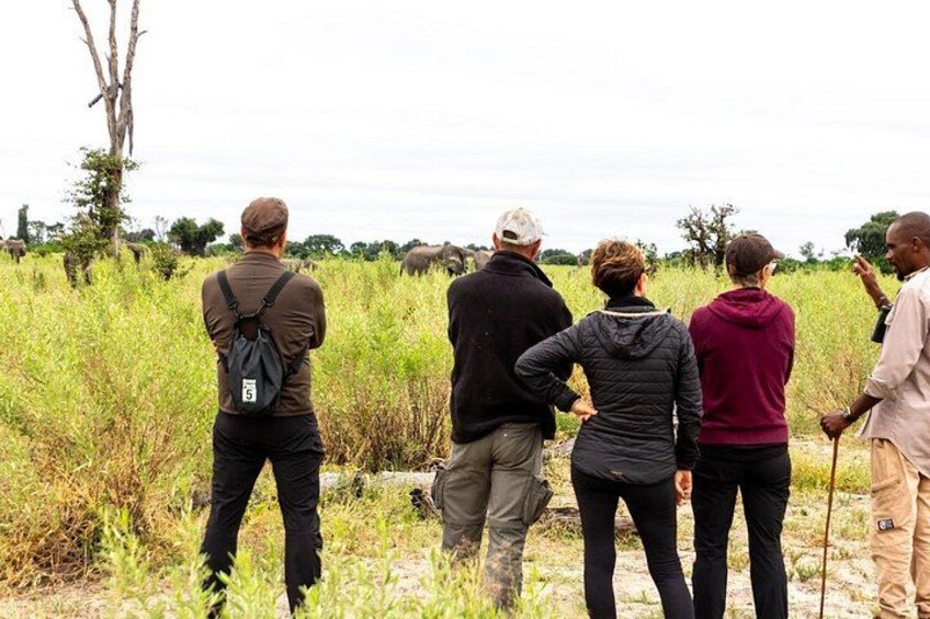 Okavango Delta nature Walk 5
