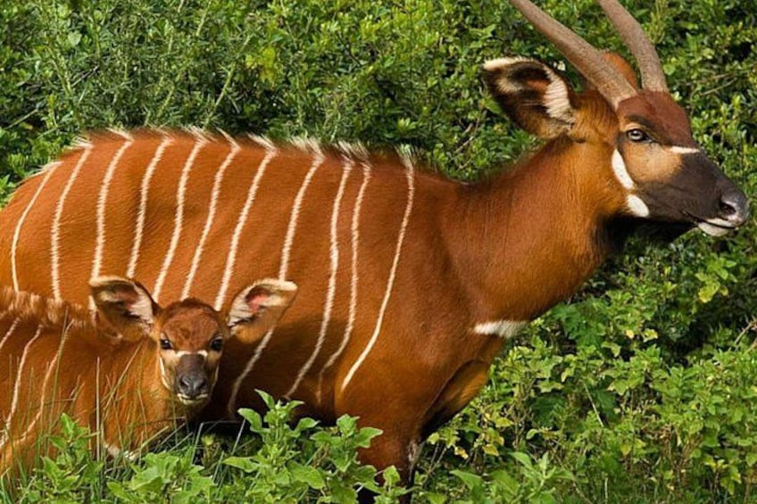 An antelope with distinctive white stripes and a baby antelope in a grassy area. 4