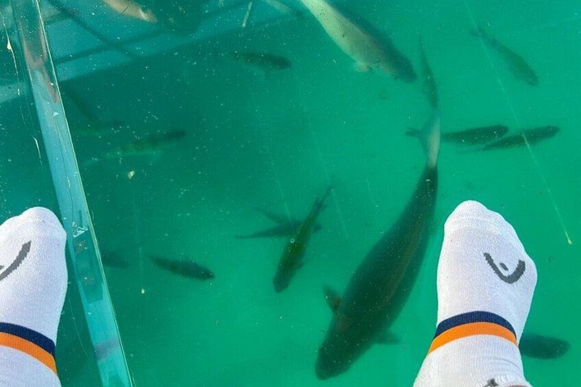 Pies con calcetines blancos y detalles naranja, de pie en agua cristalina con peces nadando alrededor. 2