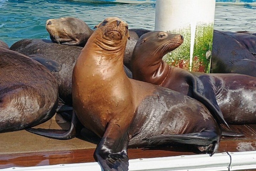 Un grupo de lobos marinos descansando sobre un muelle de madera junto al agua. 3
