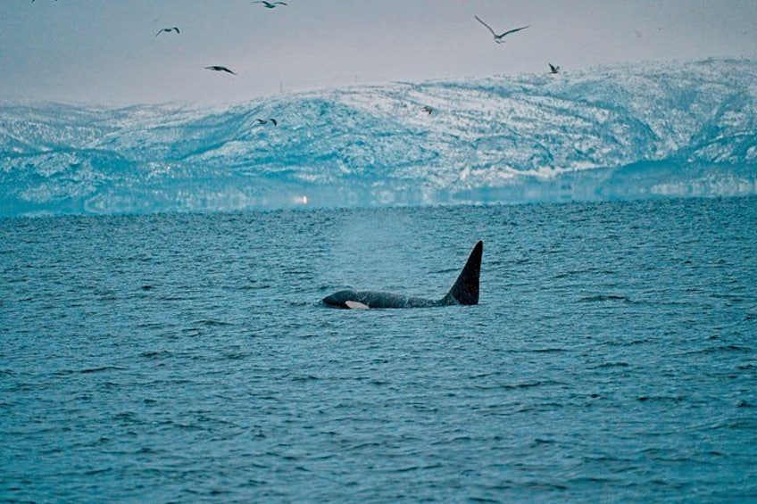 Una ballena nadando en el océano, con aves volando sobre ella. 2