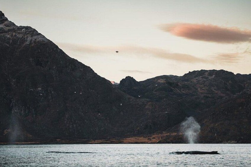 Un paisaje montañoso con un cuerpo de agua, un ave volando y un géiser. 5
