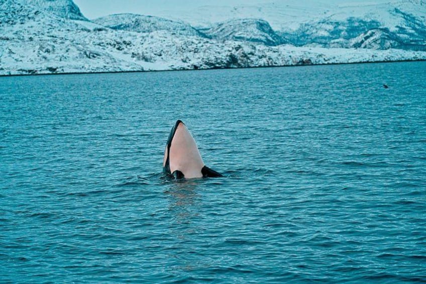 Una ballena con un agujero respiratorio visible en el agua. 3