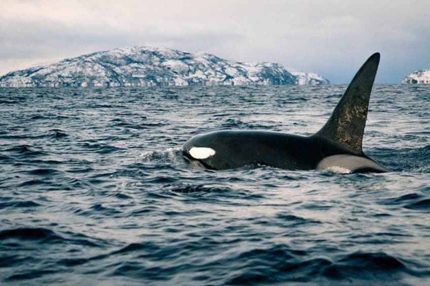 Una ballena con aleta dorsal y un ojo visible en el agua. 4