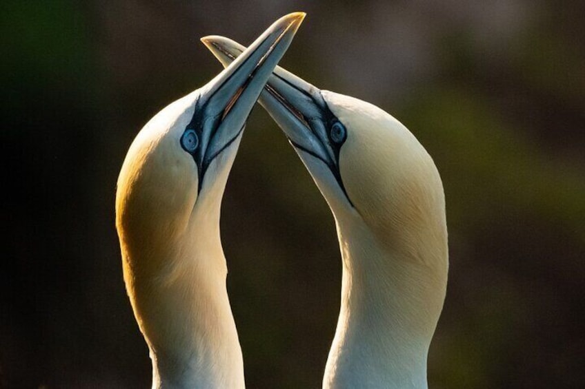 Gannets - Troup Head 2