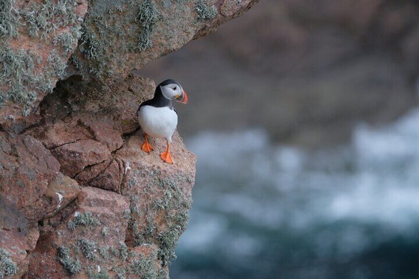 Puffins - Bullers o Buchan 3