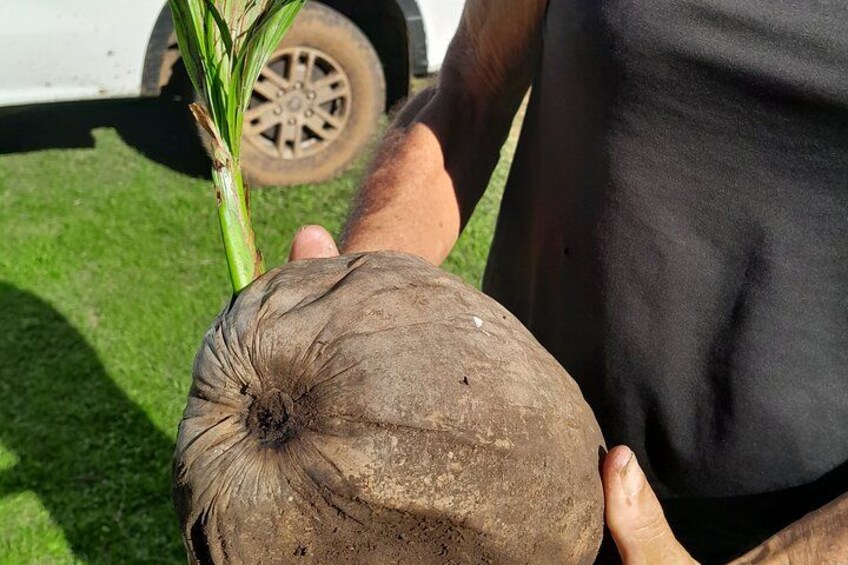 Eine Person hält eine Kokosnuss mit grüner Krone. 4