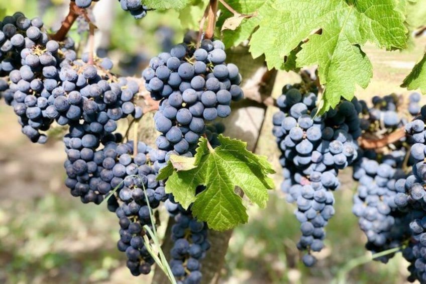 Private Saint-Émilion Wine Tour with Tastings, from Bordeaux 1