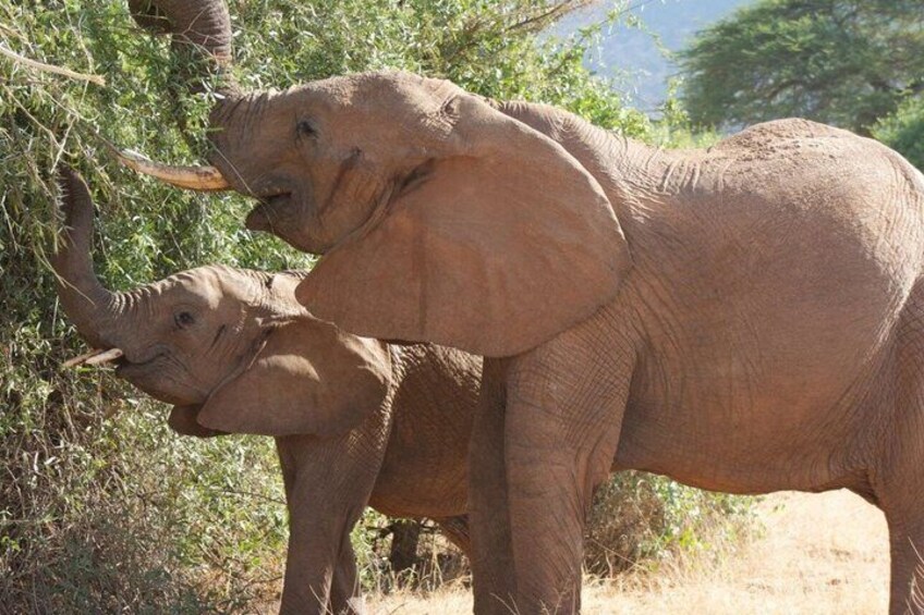 Two elephants in a natural setting with sparse vegetation and trees. 1
