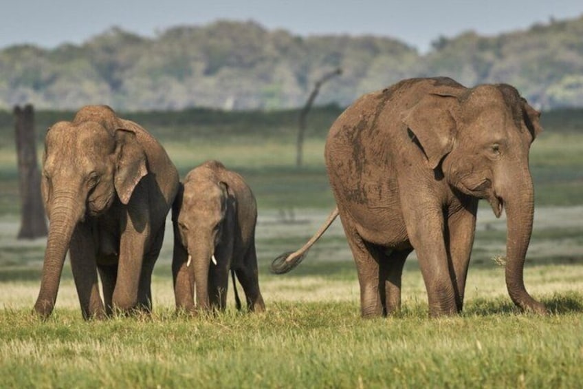 Three elephants in a grassy field with trees in the background. 3
