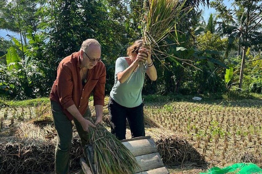 Two people harvesting plants in a field with a backdrop of trees and a clear sky. 4