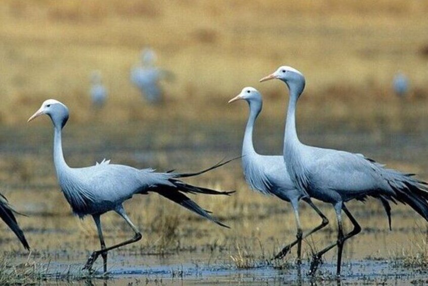 Trois oiseaux blancs se promènent dans une zone humide. 5