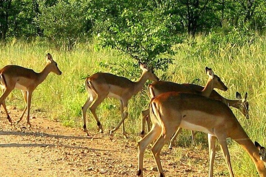 Un groupe de cerfs marchant sur un sentier de terre dans une zone herbeuse, avec des arbres en arrière-plan. 4