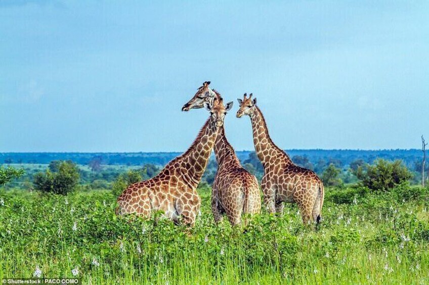 Trois girafes se tiennent dans un champ herbeux, sous un ciel dégagé. 3