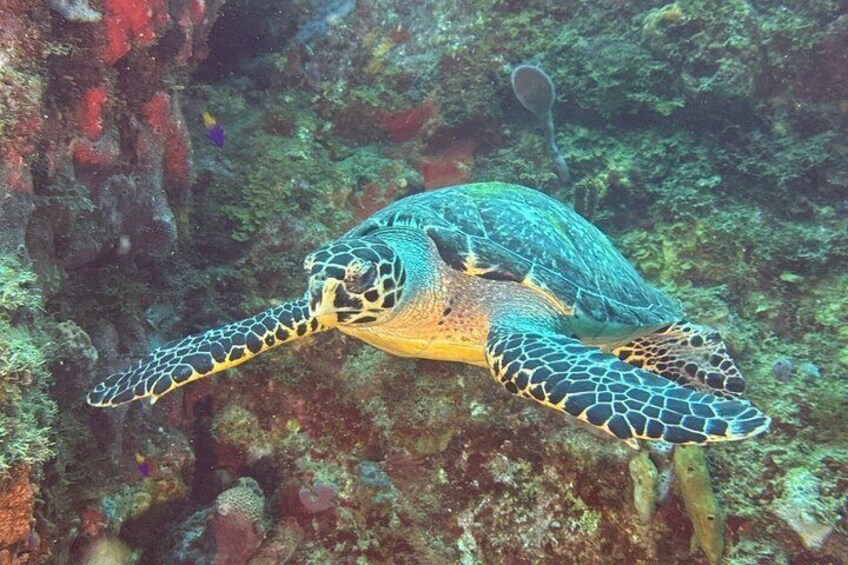 A sea turtle swimming near a coral reef. 1